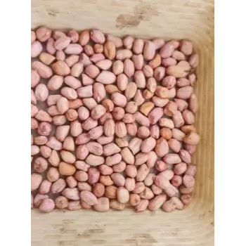 Fresh Groundnut Seeds